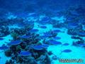 scuba diving photo