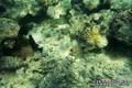 scuba diving photo