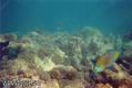 scuba diving photo
