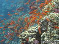 scuba diving photo