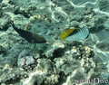 scuba diving photo