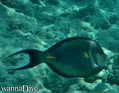 scuba diving photo