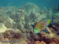 scuba diving photo