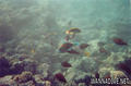 scuba diving photo