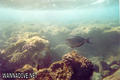 scuba diving photo