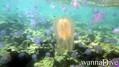scuba diving photo
