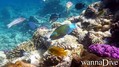 scuba diving photo