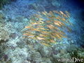scuba diving photo