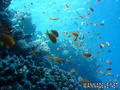 scuba diving photo