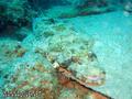 scuba diving photo