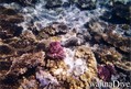 scuba diving photo