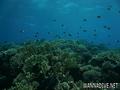 scuba diving photo