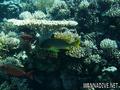 scuba diving photo