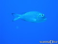 scuba diving photo