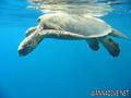 scuba diving photo