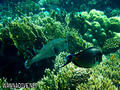 scuba diving photo