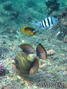 scuba diving photo