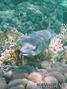 scuba diving photo