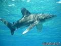 scuba diving photo