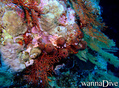 scuba diving photo