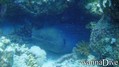 scuba diving photo
