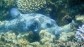 scuba diving photo
