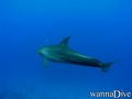 scuba diving photo