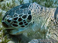 scuba diving photo