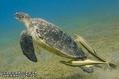 scuba diving photo