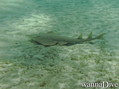 scuba diving photo