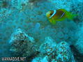scuba diving photo