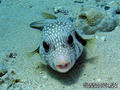 scuba diving photo