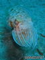 scuba diving photo