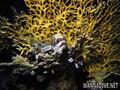 scuba diving photo