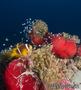 scuba diving photo