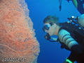 scuba diving photo
