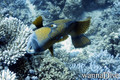 scuba diving photo