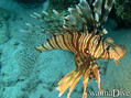scuba diving photo