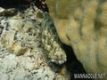scuba diving photo