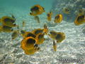 scuba diving photo