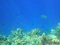 scuba diving photo
