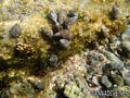 scuba diving photo