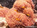 scuba diving photo
