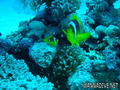 scuba diving photo