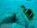scuba diving photo