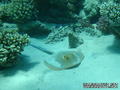 scuba diving photo