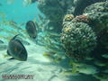 scuba diving photo