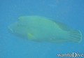 scuba diving photo