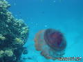 scuba diving photo