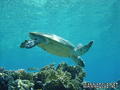 scuba diving photo